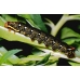 Bedstraw Hawk gallii 3 pupae