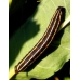 Bedstraw Hawk gallii 3 pupae