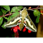 Bedstraw Hawk gallii 3 pupae