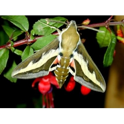 Bedstraw Hawk gallii 3 pupae