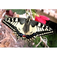 European Swallowtail machaon gorganus pupae