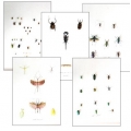 Collection H EXTRAORDINARY INSECTS (1)