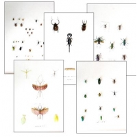Collection H EXTRAORDINARY INSECTS (1)