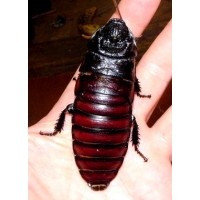 Giant Hissing Cockroach Gromphadorhina oblongonata 5 Nymphs