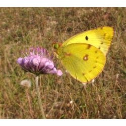 Pale Clouded Yellow hyale 10 larvae