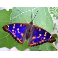 Small Purple Emperor Apatura ilia clytie 5 larvae