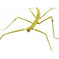 Indian Stick Insect Carausius morosus 10 young nymphs
