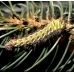 Spanish Moon Moth isabellae Pupae Spanish Moon Moth isabellae Pupae