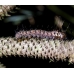 Spanish Moon Moth isabellae Pupae Spanish Moon Moth isabellae Pupae