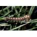 Spanish Moon Moth isabellae Pupae Spanish Moon Moth isabellae Pupae