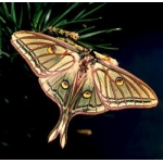 Spanish Moon Moth isabellae Pupae