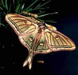 Spanish Moon Moth isabellae Pupae