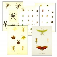 Collection K EXTRAORDINARY INSECTS (2)