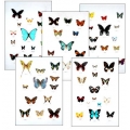 Collection L SPECIAL LEPIDOPTERA