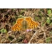 Queen of Spain Fritillary lathonia 10 Larvae