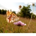 Queen of Spain Fritillary lathonia 10 Larvae