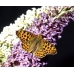 Queen of Spain Fritillary lathonia 10 Larvae