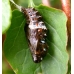 Queen of Spain Fritillary lathonia 10 Larvae