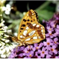 Queen of Spain Fritillary lathonia 5 pupae