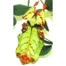 Leaf Insect Phyllium siccifolium FOUR nymphs