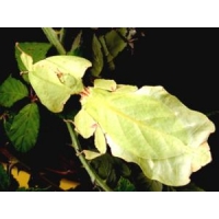 Leaf Insect Phyllium siccifolium FOUR nymphs