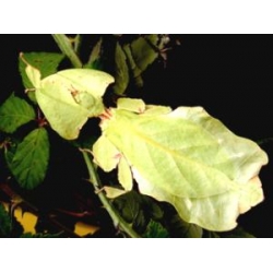 Leaf Insect Phyllium siccifolium FOUR nymphs