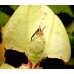 Leaf Insect Phyllium siccifolium FOUR nymphs