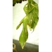Leaf Insect Phyllium siccifolium FOUR nymphs