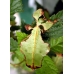 Leaf Insect Phyllium siccifolium FOUR nymphs