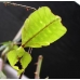Leaf Insect Phyllium siccifolium FOUR nymphs