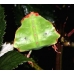 Leaf Insect Phyllium siccifolium FOUR nymphs