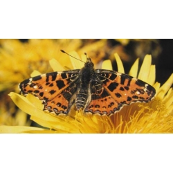 Map Butterfly levana 6 Pupae
