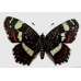 Map Butterfly levana 6 Pupae