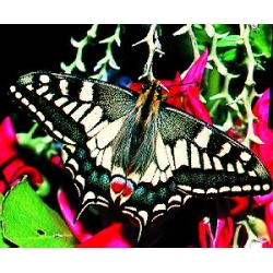 English Swallowtail machaon britannicus 3 pupae
