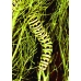 English Swallowtail machaon britannicus 3 pupae