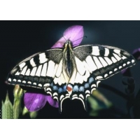 Papilio machaon hippocrates China 4 pupae Papilio machaon hippocrates China 4 pupae