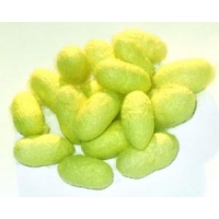 SILKWORM EGGS Bombyx mori  MADAGASCAN GREEN COCOON variety