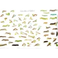 CHART Caterpillars of British Moths 1 and 2