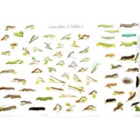 CHART Caterpillars of British Moths 1 and 2