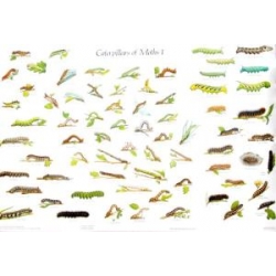 CHART Caterpillars of British Moths 1 and 2