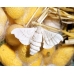COLLECTION OF SIX SILKWORM VARIETIES COLLECTION OF SIX SILKWORM VARIETIES