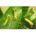 Tussore Silkmoth mylitta cocoons