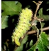 Tussore Silkmoth mylitta cocoons