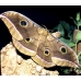 Tussore Silkmoth mylitta cocoons