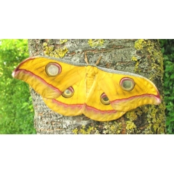 Tussore Silkmoth mylitta cocoons