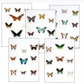 Collection N SWALLOWTAILS OF THE WORLD