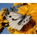 Green-veined White napi 8 Pupae Green-veined White napi 8 Pupae