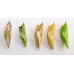 Green-veined White napi 10 Pupae Green-veined White napi 10 Pupae
