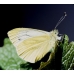 Green-veined White napi 10 Pupae Green-veined White napi 10 Pupae