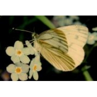 Green-veined White napi 8 Pupae
